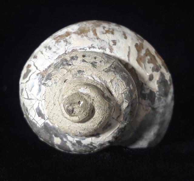 Pleurotomaria cf. actinomorphala EUDES-DESLONG-CHAMPS 1849 - Bild © FossNet FossilienStore